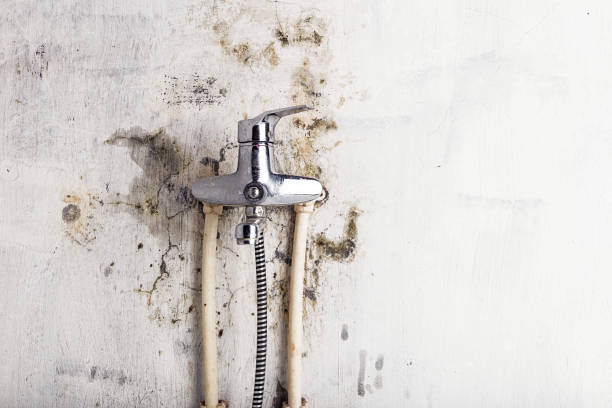 Best Mold Cleaning Services  in Pinetops, NC