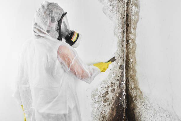 Best Attic Mold Removal  in Pinetops, NC