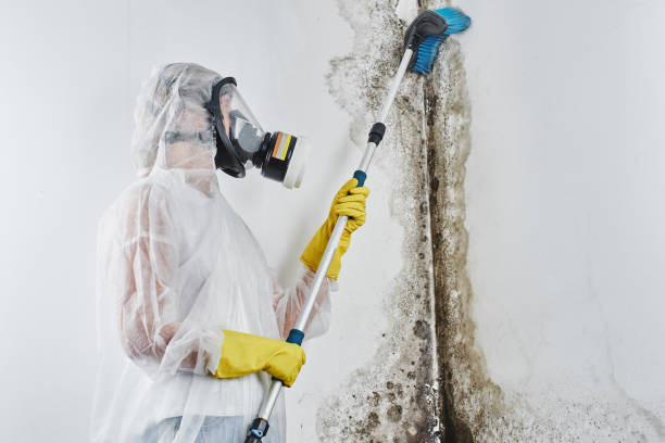 Best Mold Removal Process  in Pinetops, NC