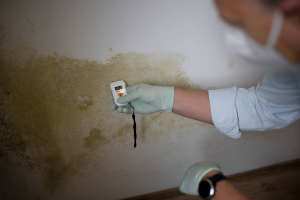 Best Fast Mold Removal  in Pinetops, NC