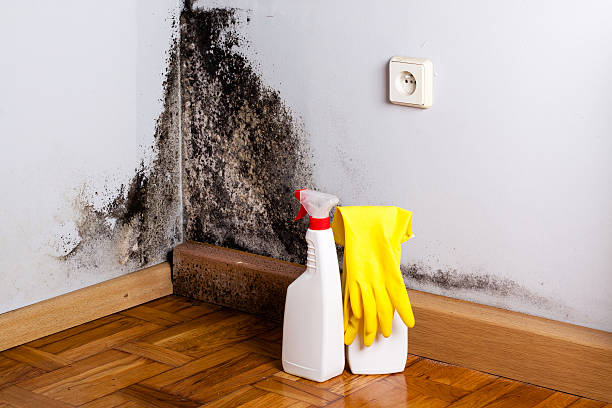 Best Office Mold Removal Services  in Pinetops, NC