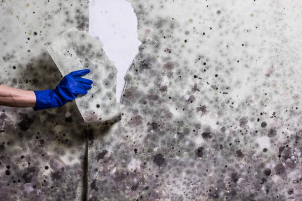 Best Emergency Mold Removal  in Pinetops, NC