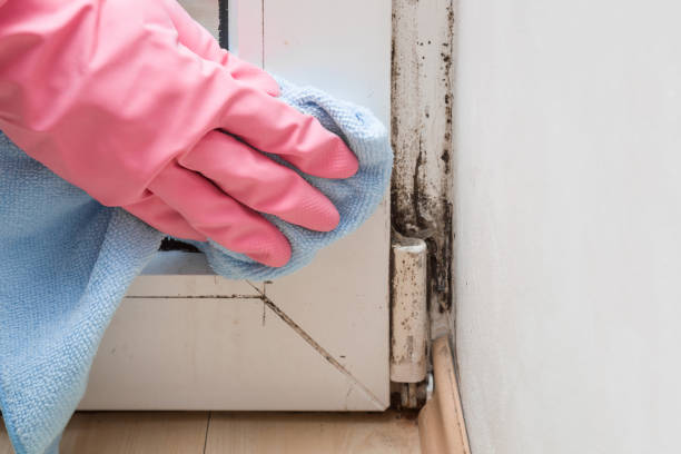Professional Mold Removal in Pinetops, NC